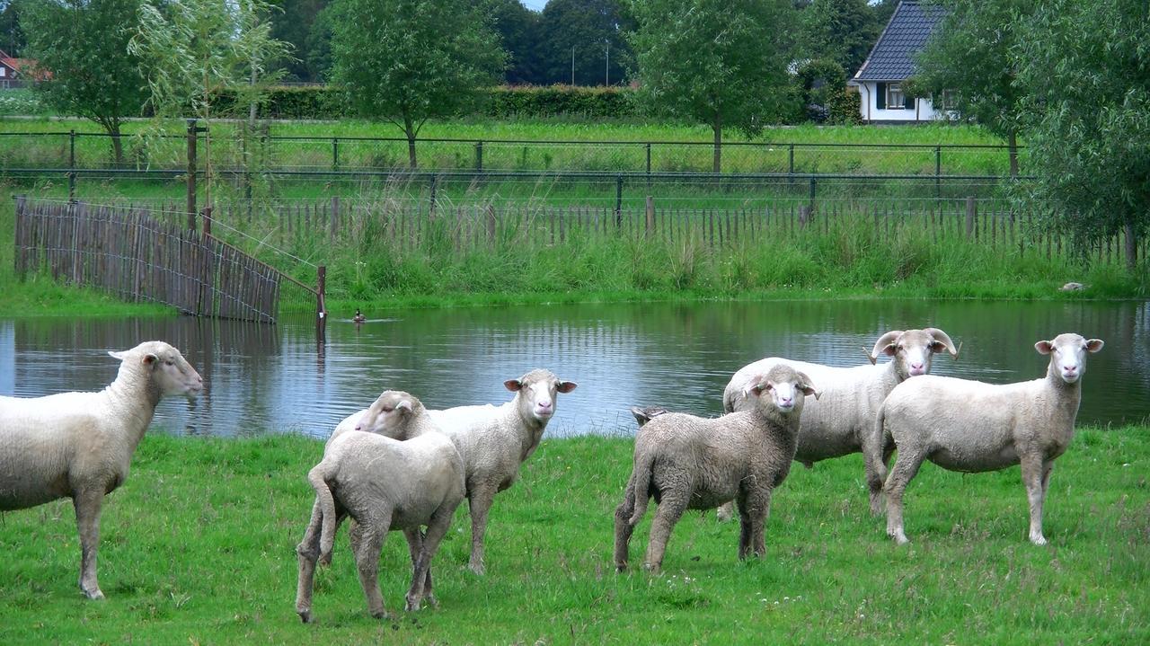 De Turfstaeker